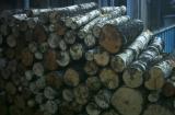 Kaminholz Birke Rollen Holz 1 m lang